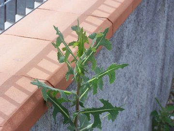 Lactuca cfr. serriola con parassita